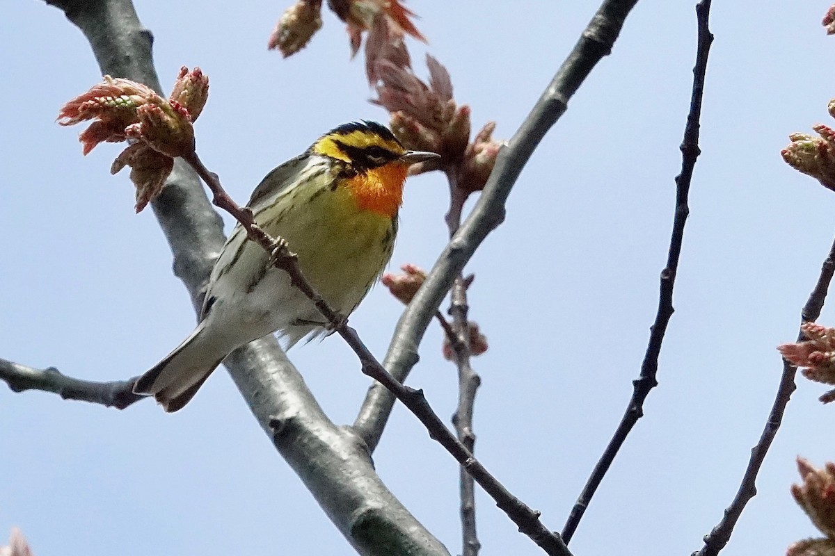 Blackburnian Warbler - ML636137832