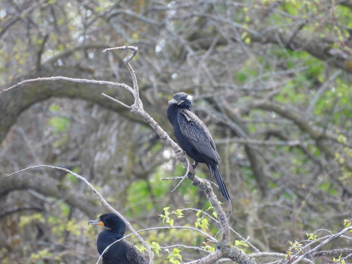 Neotropic Cormorant - ML636137837