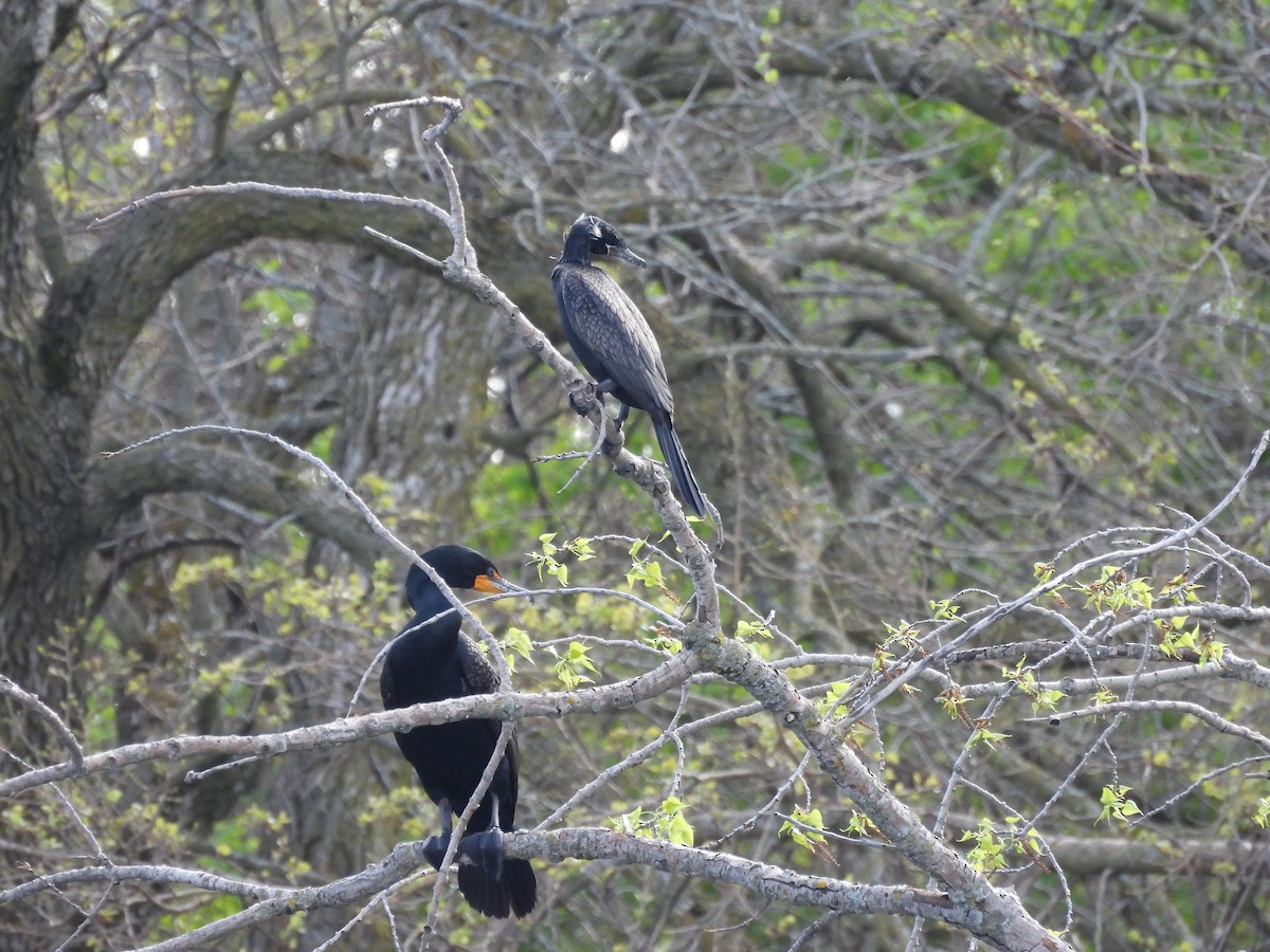 Neotropic Cormorant - ML636137865