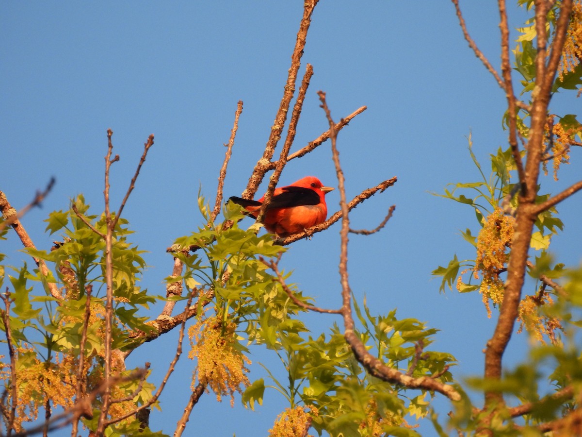 Scarlet Tanager - ML636137955