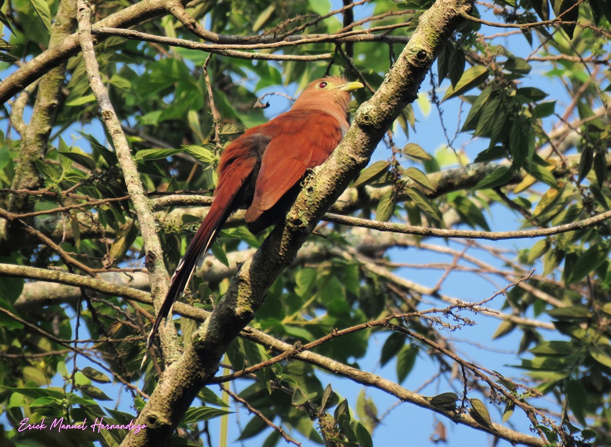 Squirrel Cuckoo - ML636137960