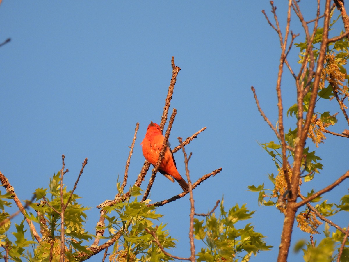 Scarlet Tanager - ML636137964