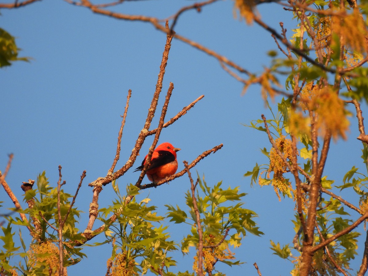 Scarlet Tanager - ML636137976