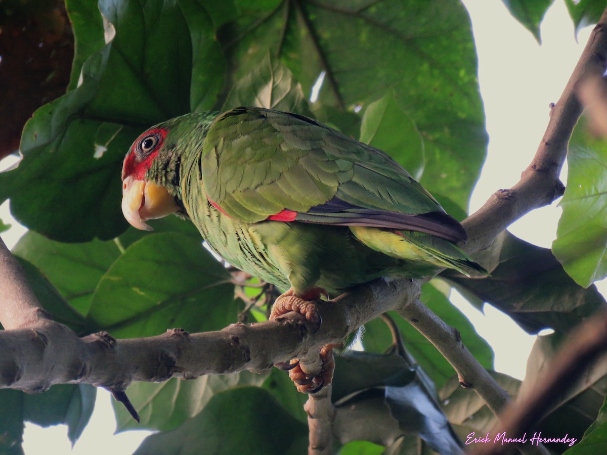 White-fronted Amazon - ML636137996
