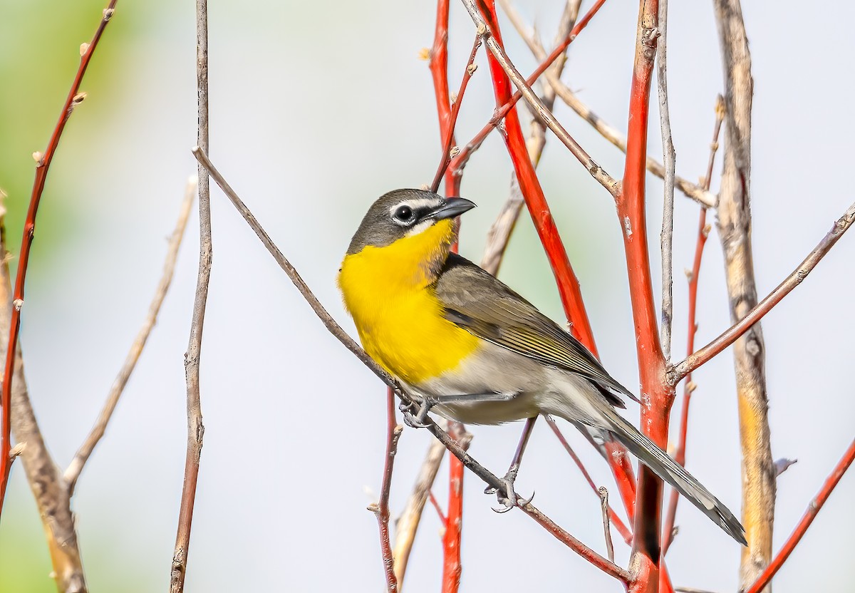 Yellow-breasted Chat - ML636138039