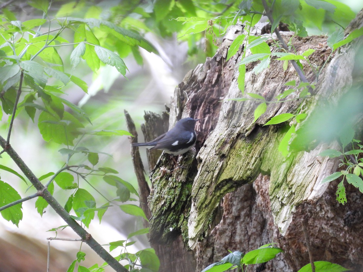 Black-throated Blue Warbler - ML636138064