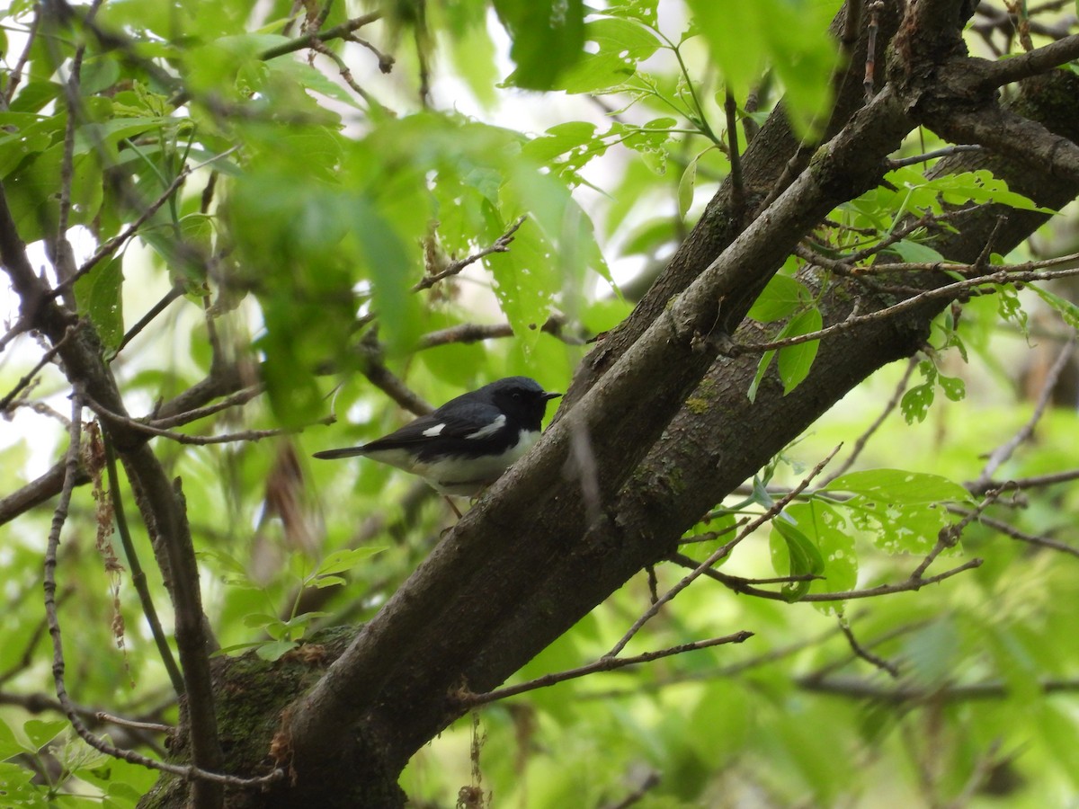 Black-throated Blue Warbler - ML636138069