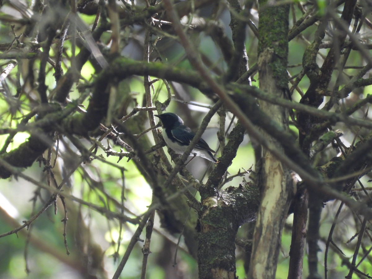 Black-throated Blue Warbler - ML636138073