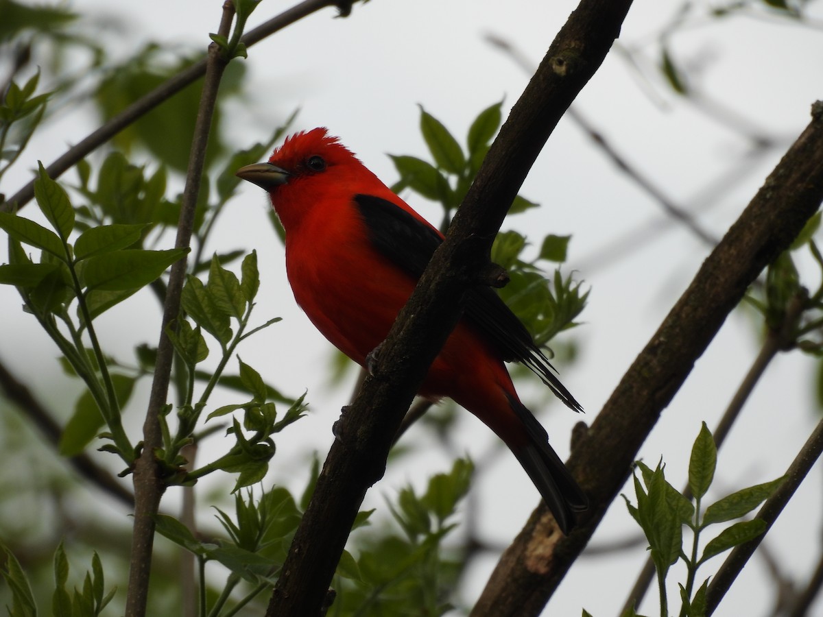 Scarlet Tanager - ML636138103