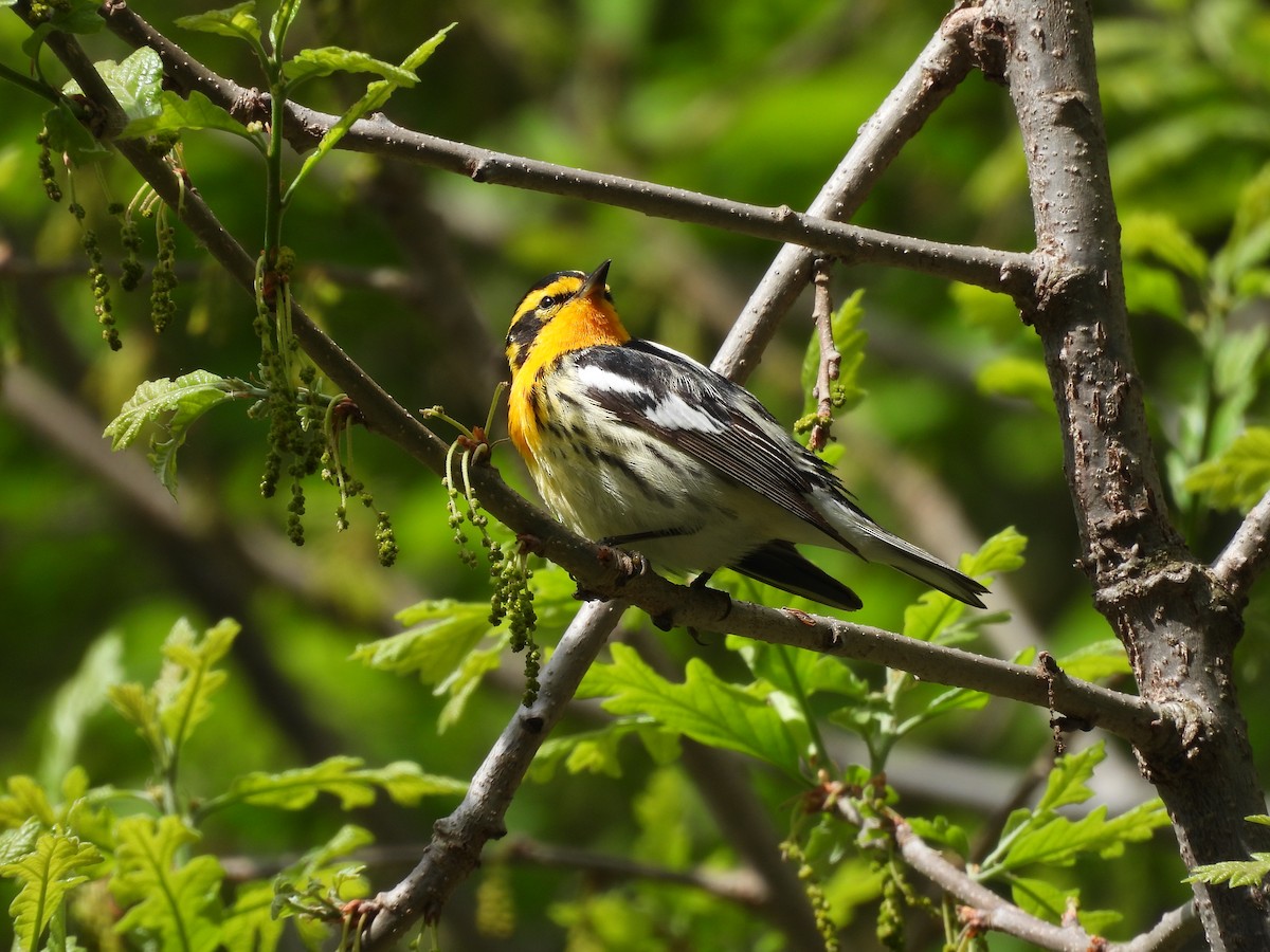 Blackburnian Warbler - ML636138120