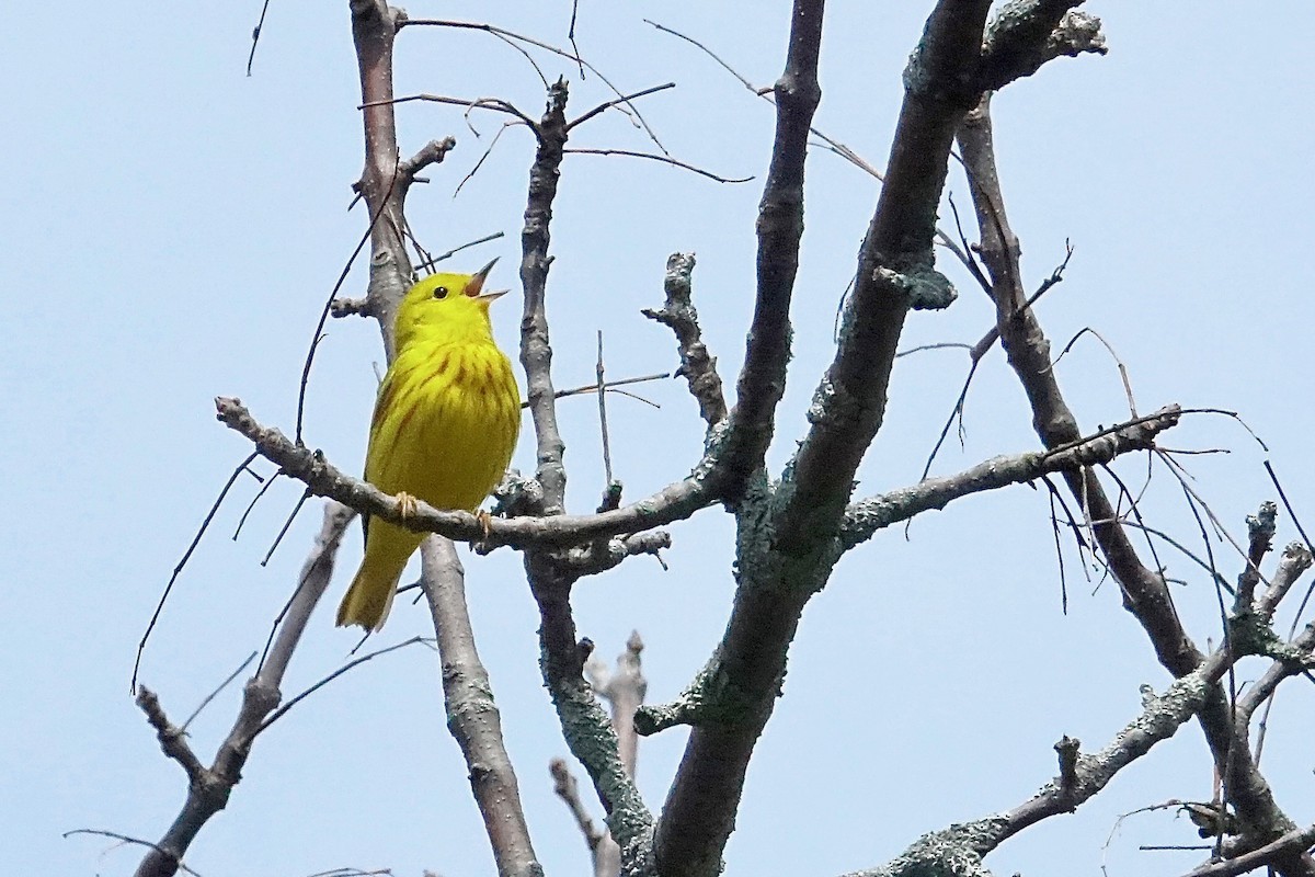 Northern Yellow Warbler - ML636138124