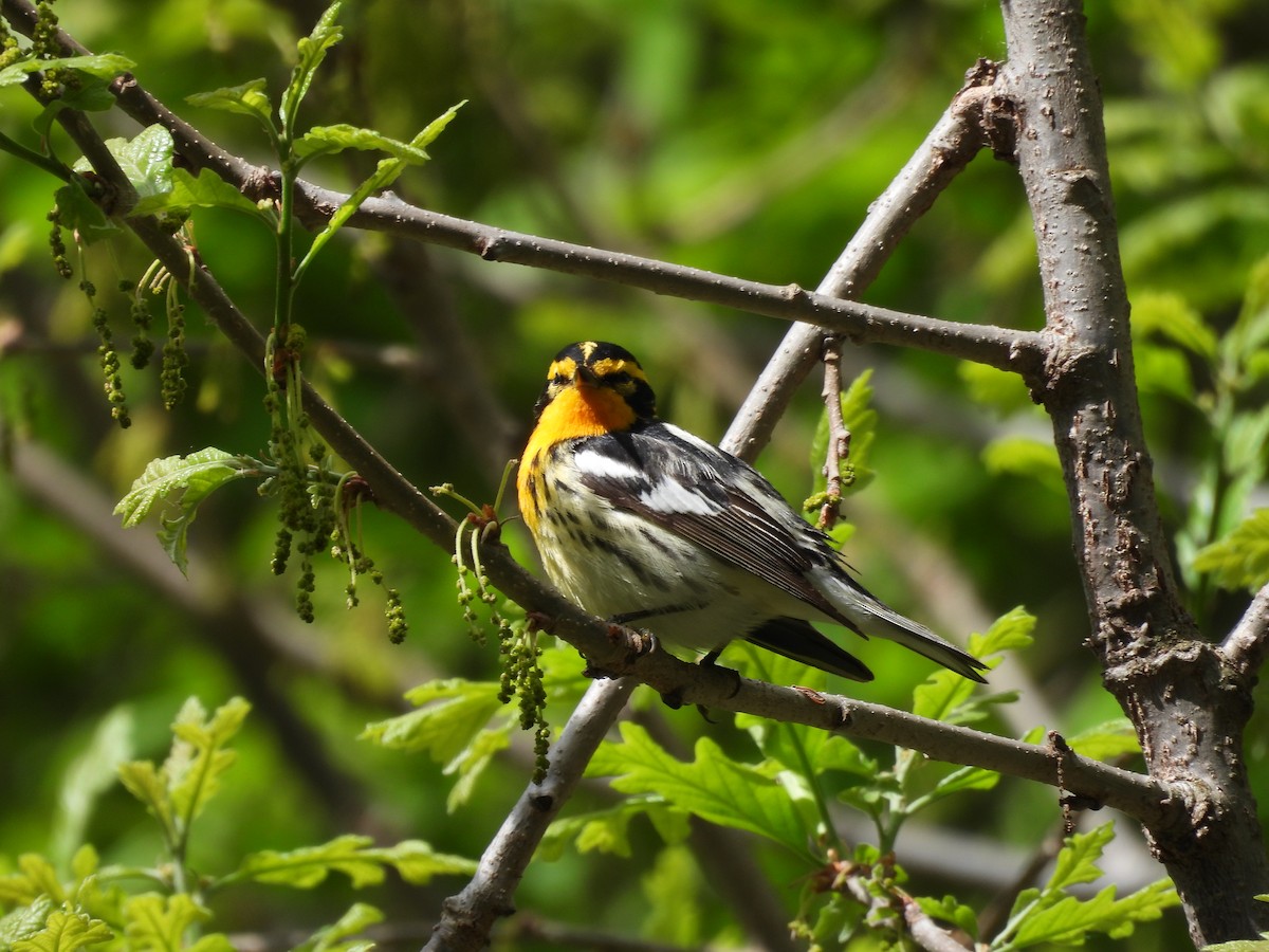 Blackburnian Warbler - ML636138128