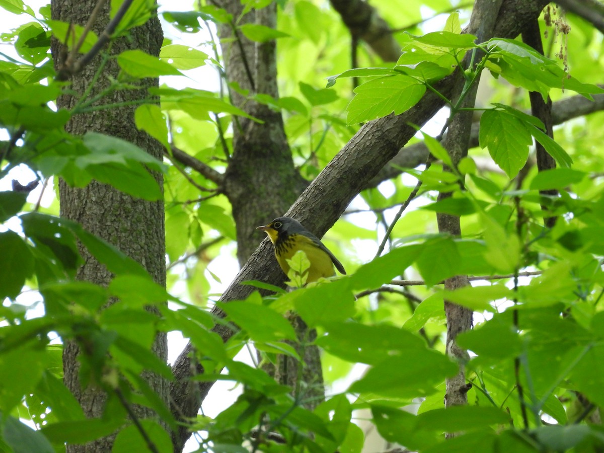 Canada Warbler - ML636138157