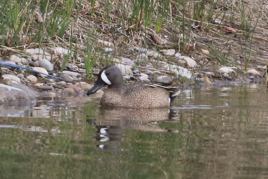 Blue-winged Teal - ML636138192