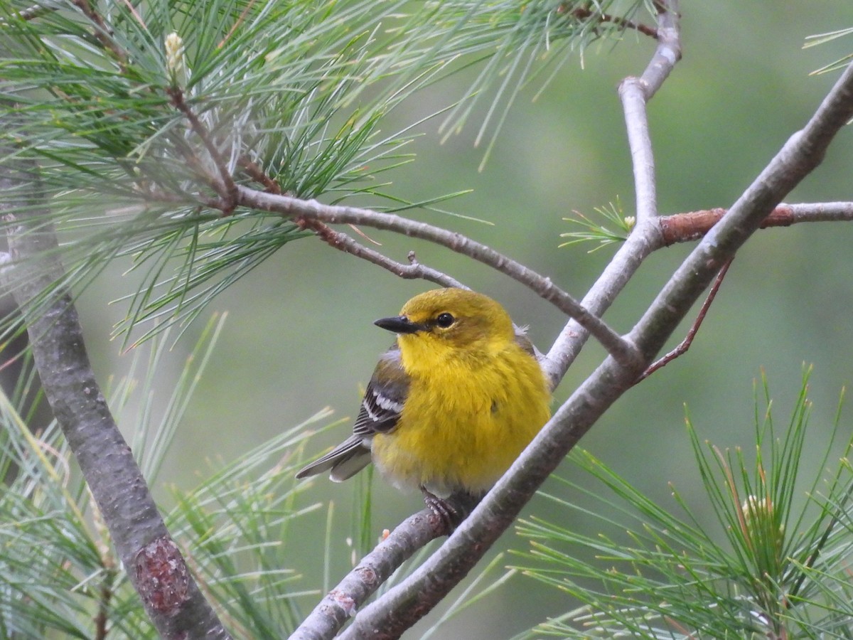 Pine Warbler - ML636138259