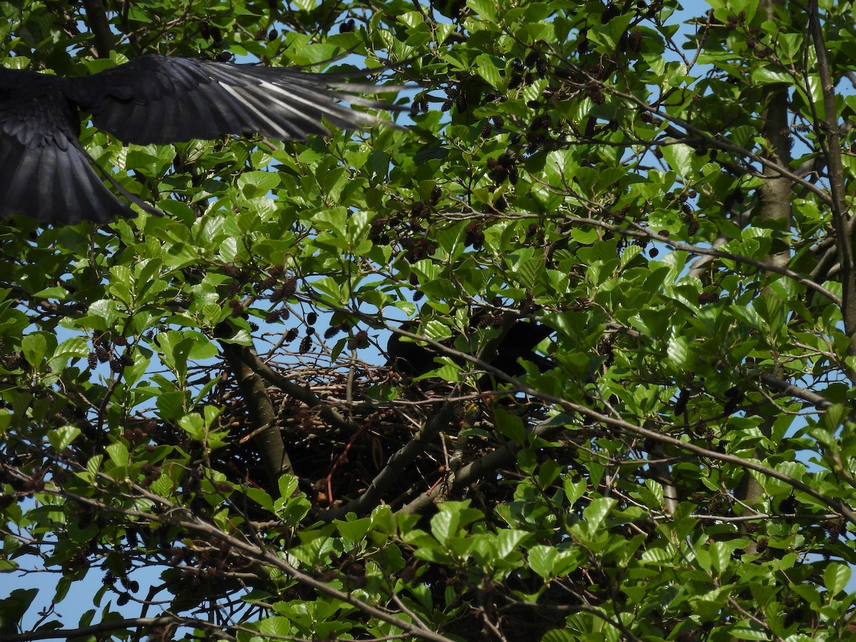 Carrion Crow - ML636138267