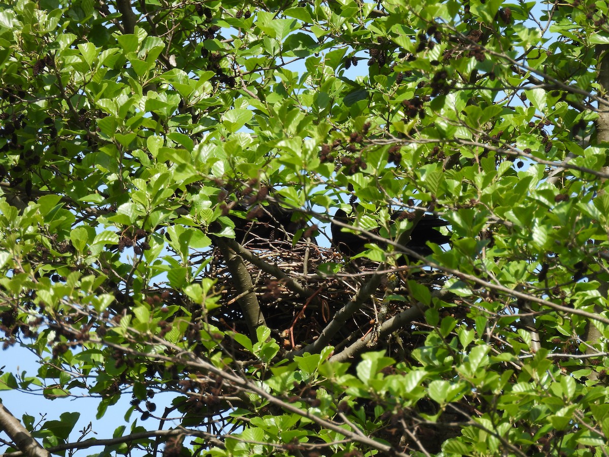 Carrion Crow - ML636138268