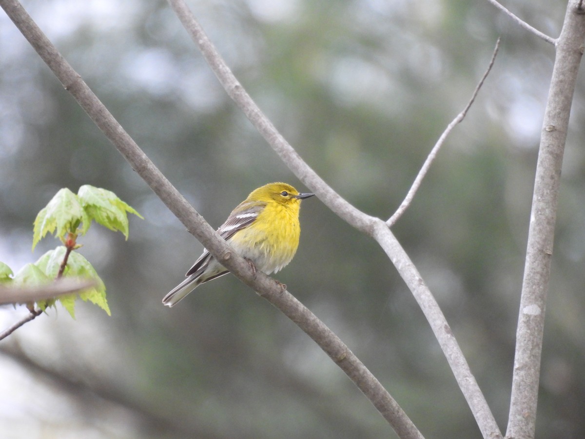 Pine Warbler - ML636138280