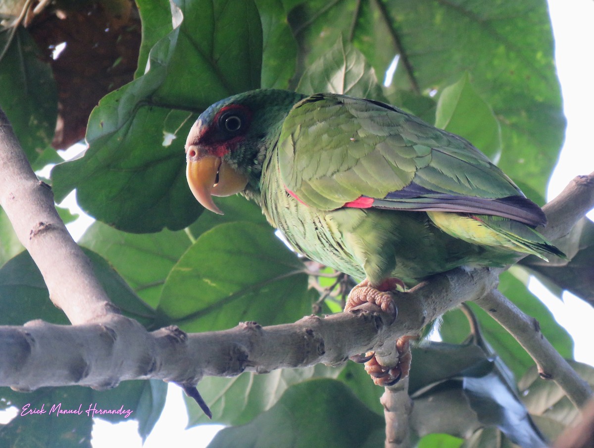 White-fronted Amazon - ML636138416