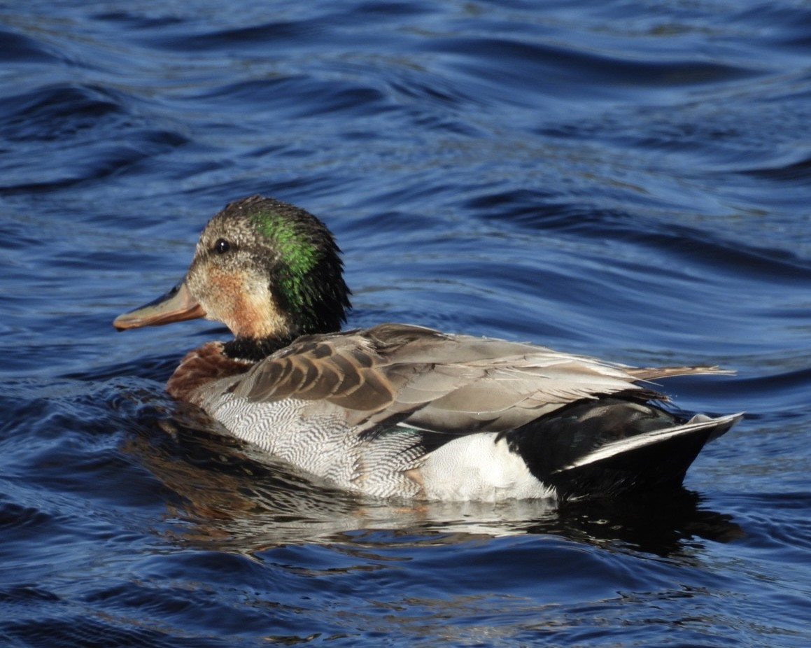 Gadwall x Mallard (hybrid) - ML636138534