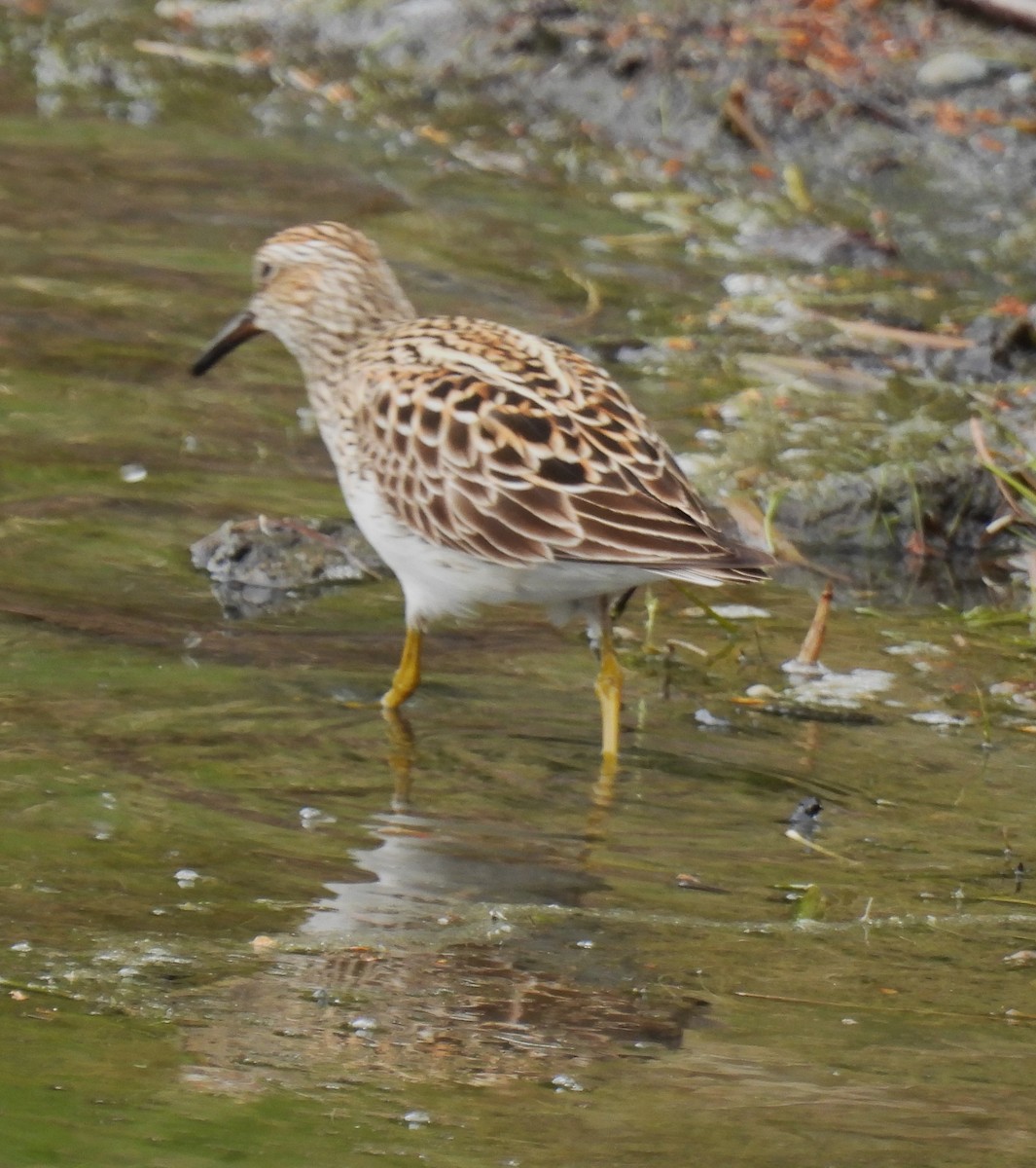 Pectoral Sandpiper - ML636138642