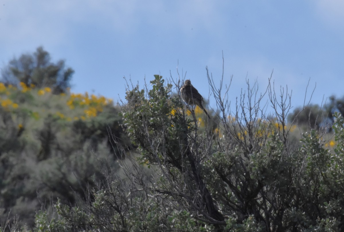 Sage Thrasher - ML636138665