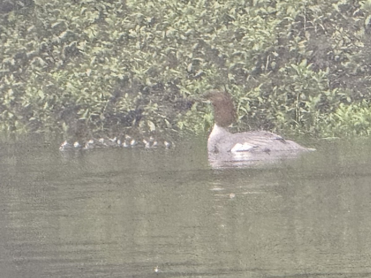 Common Merganser - ML636138706