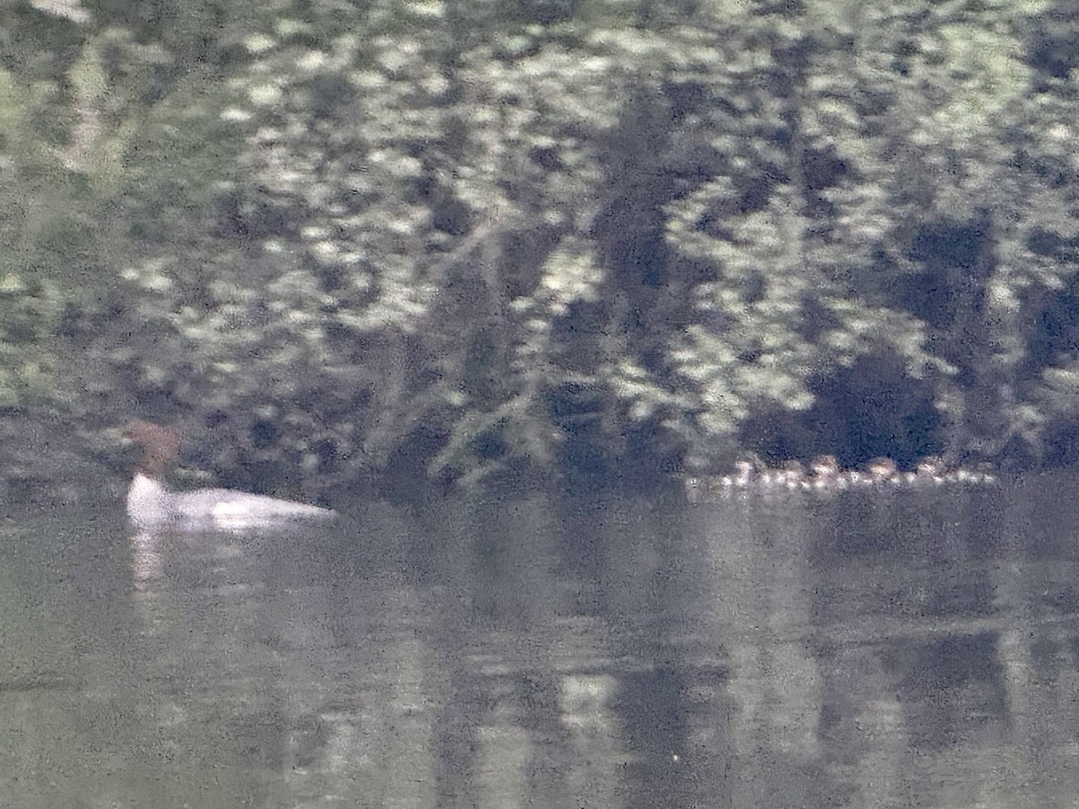 Common Merganser - ML636138708