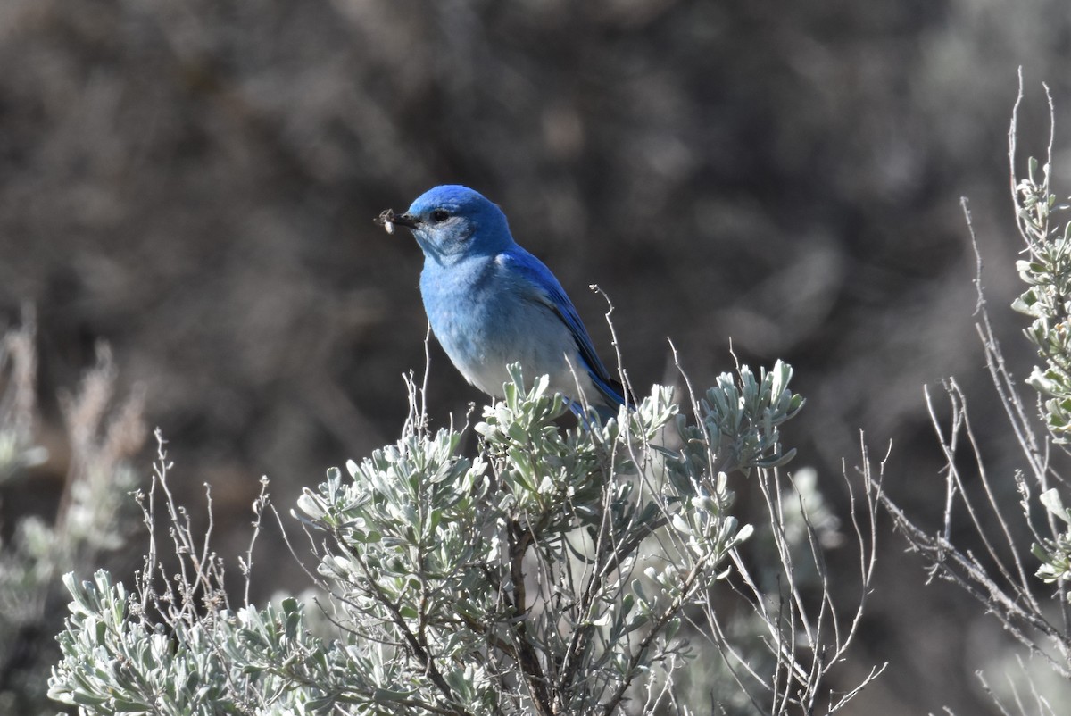Mountain Bluebird - ML636138739