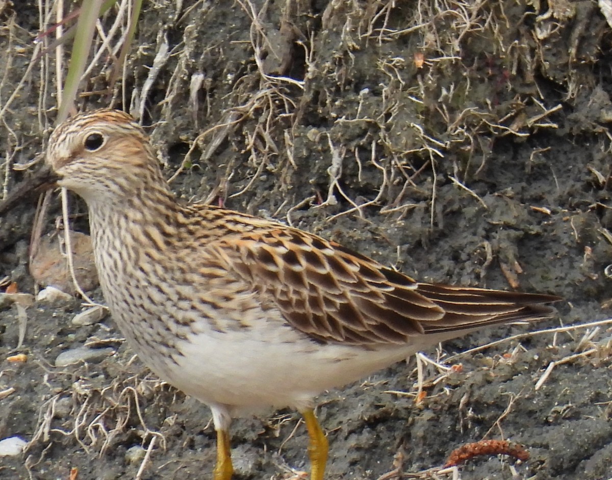 Pectoral Sandpiper - ML636138781