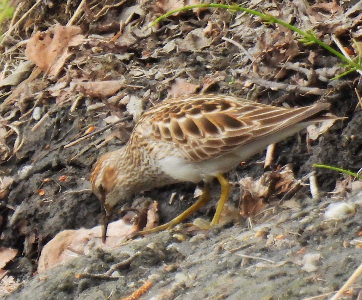 Pectoral Sandpiper - ML636138782