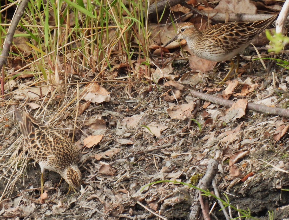 Pectoral Sandpiper - ML636138783