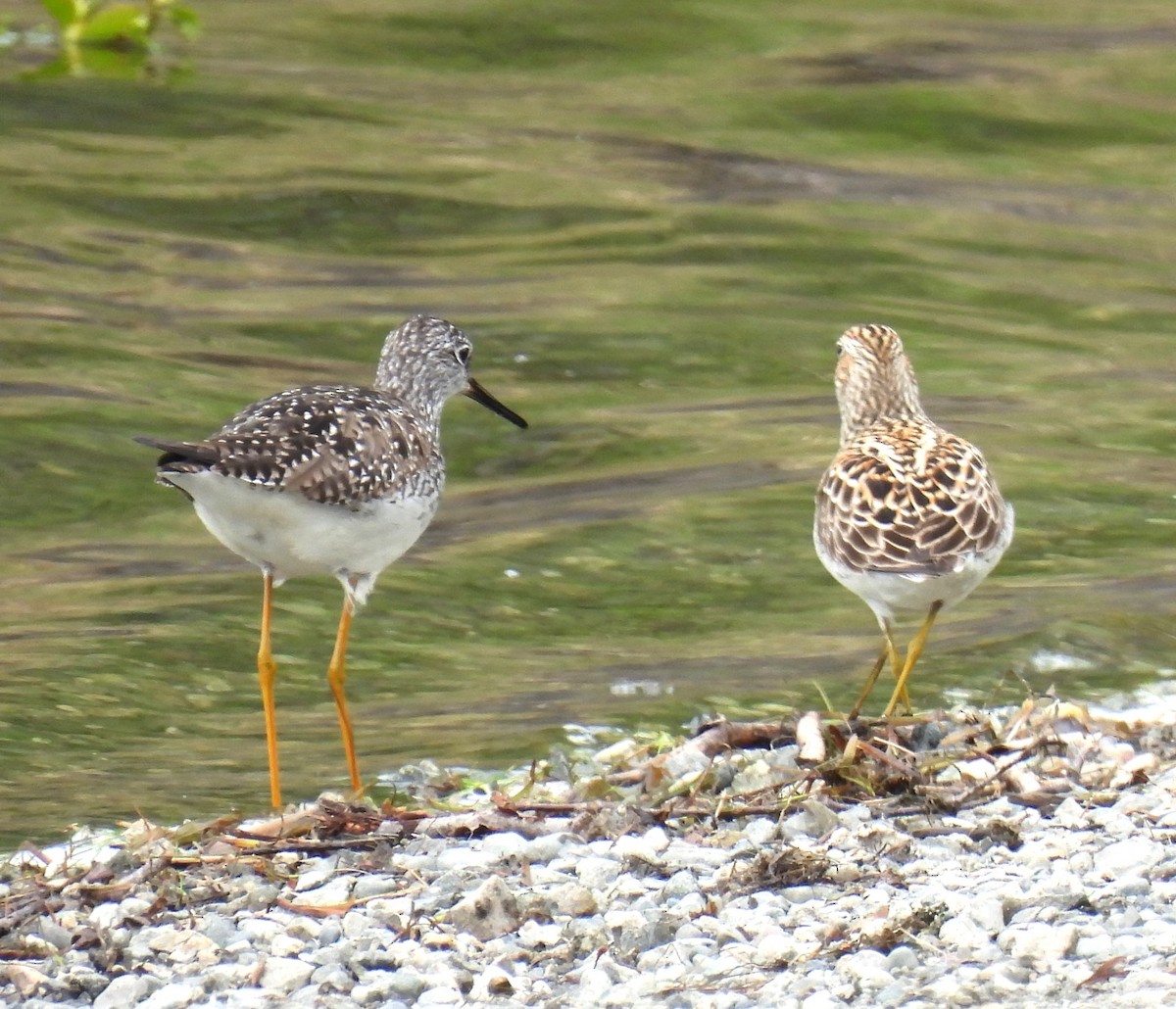 Pectoral Sandpiper - ML636138819