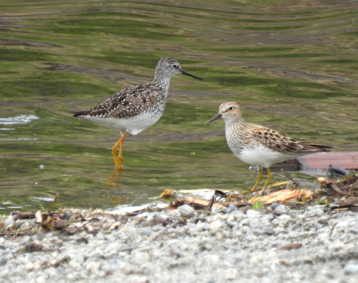 Pectoral Sandpiper - ML636138840