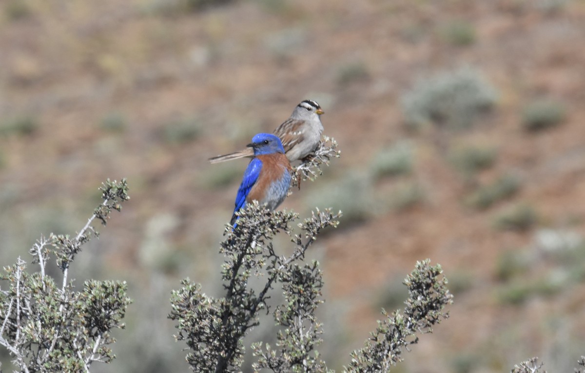 Western Bluebird - ML636138846