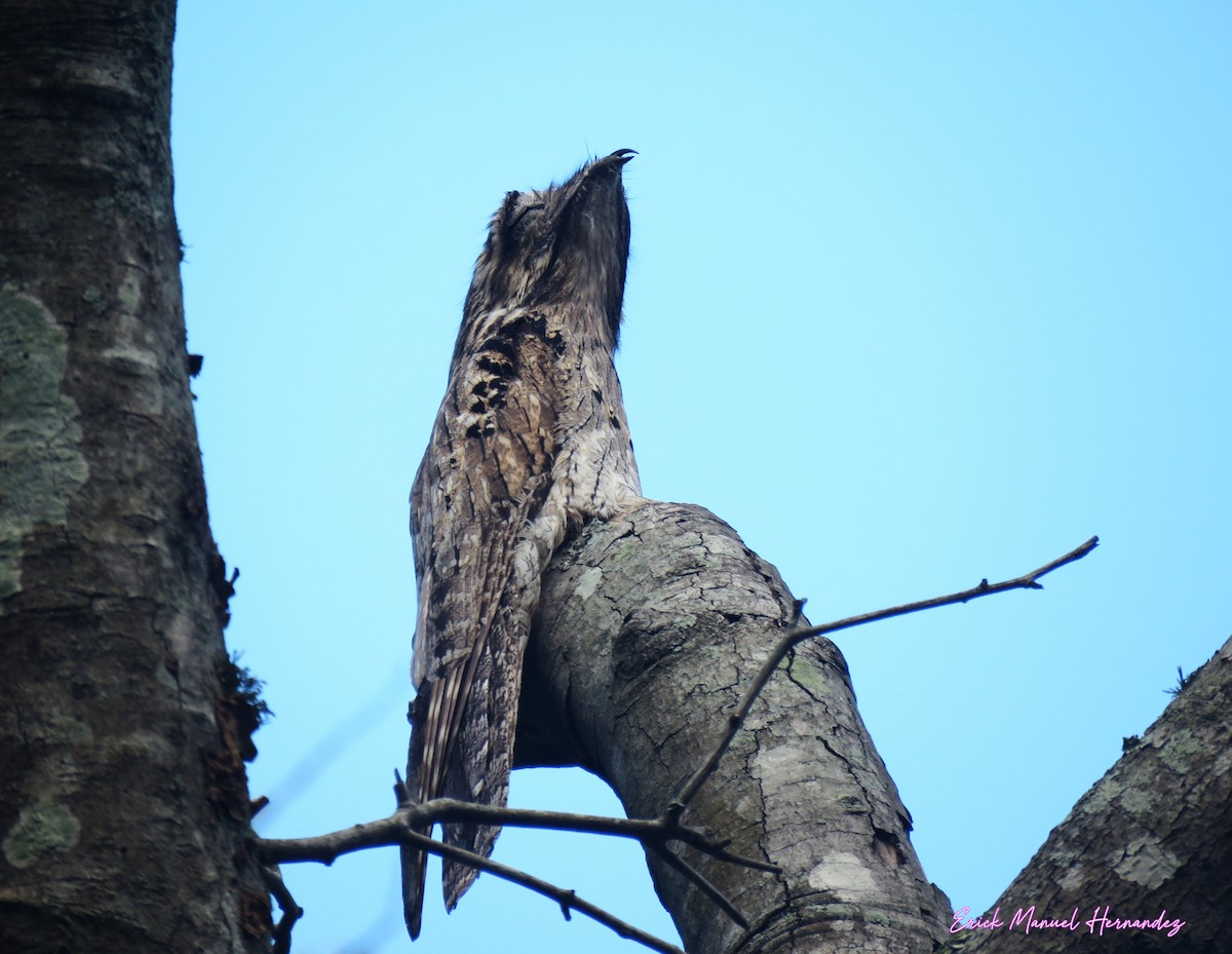 Northern Potoo - ML636138881
