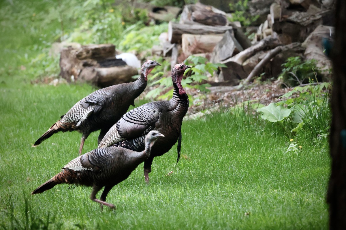 Wild Turkey - ML636138985