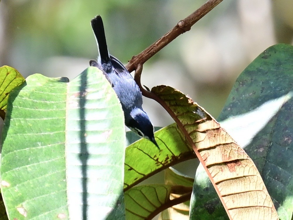 White-browed Gnatcatcher - ML636139045