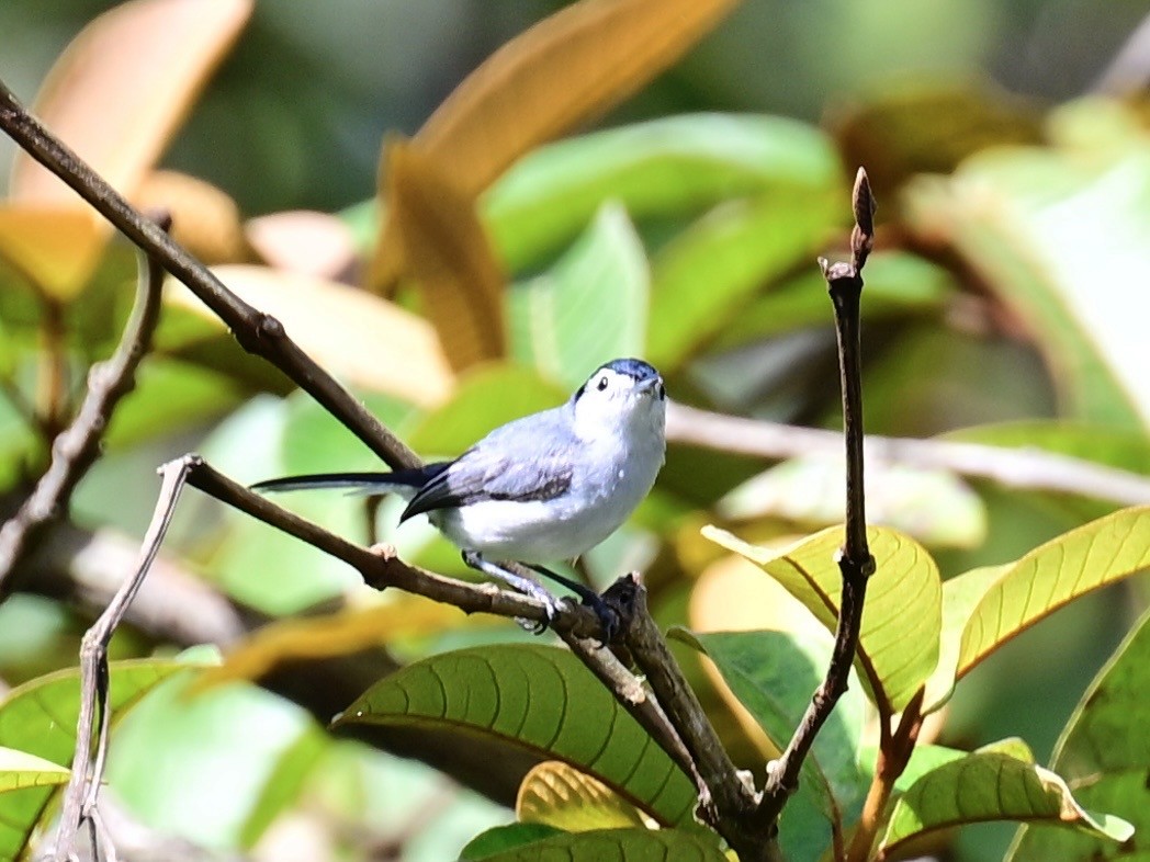 White-browed Gnatcatcher - ML636139046