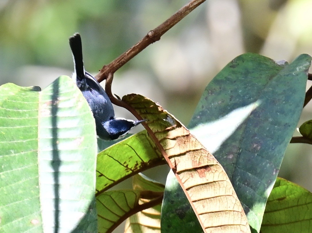 White-browed Gnatcatcher - ML636139047