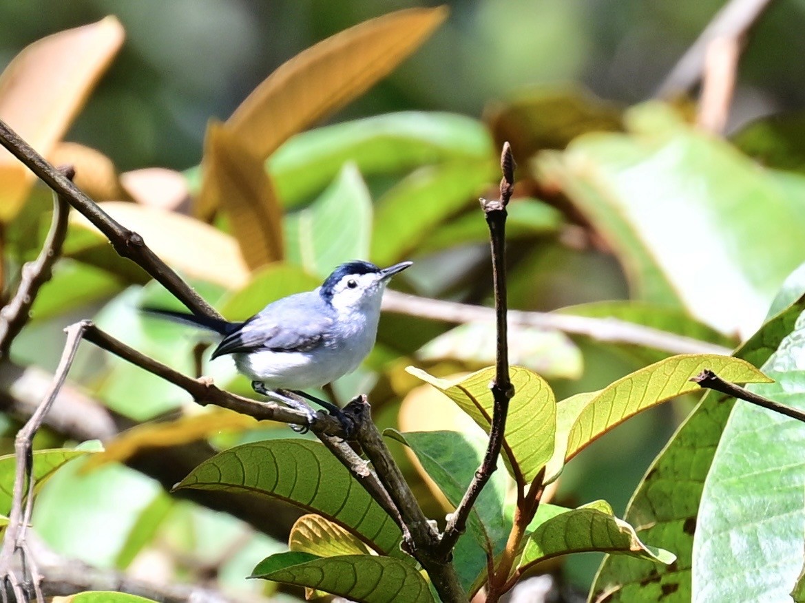 White-browed Gnatcatcher - ML636139049