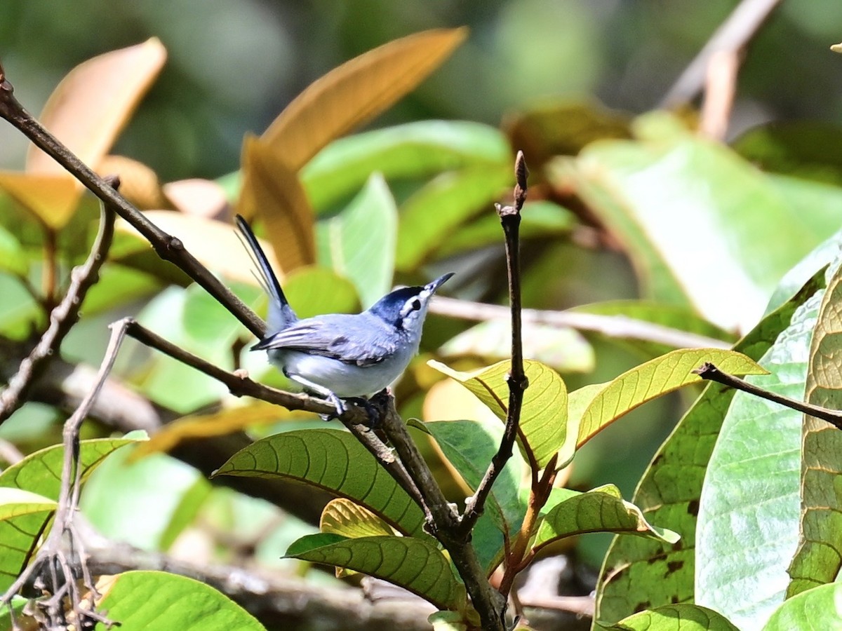 White-browed Gnatcatcher - ML636139050