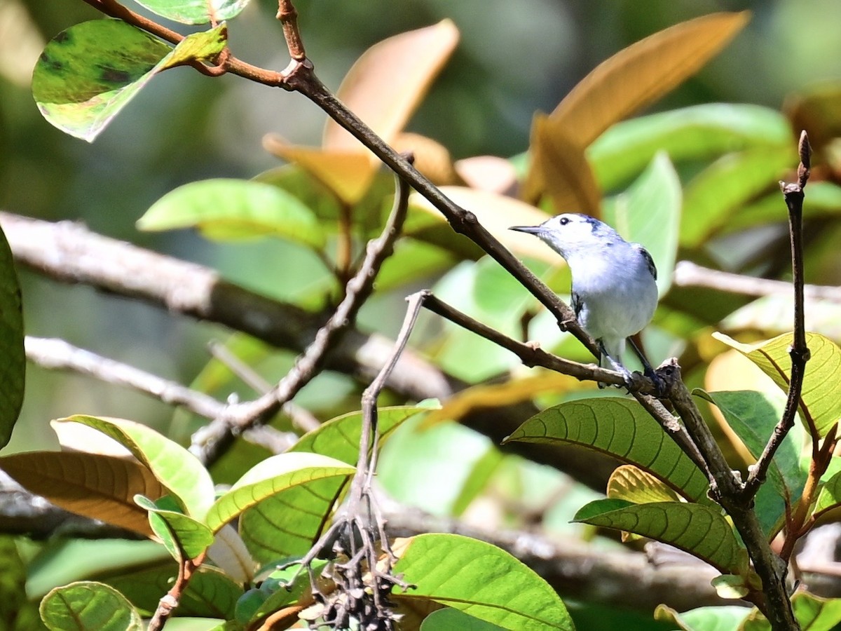 White-browed Gnatcatcher - ML636139051