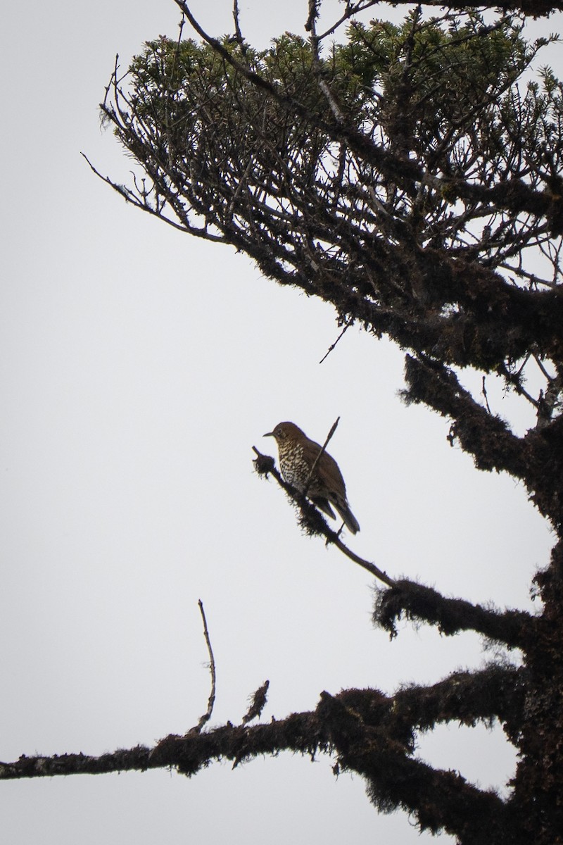 Himalayan Thrush - ML636139053