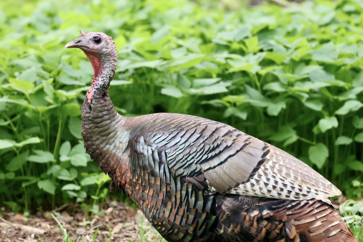 Wild Turkey - ML636139104