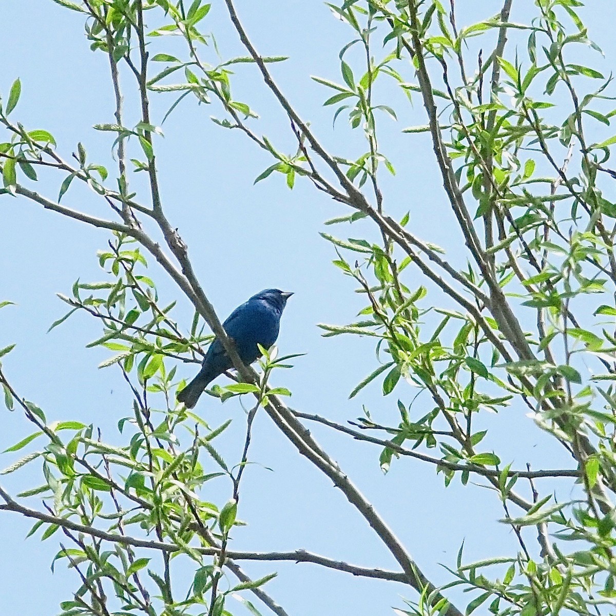 Indigo Bunting - ML636139203