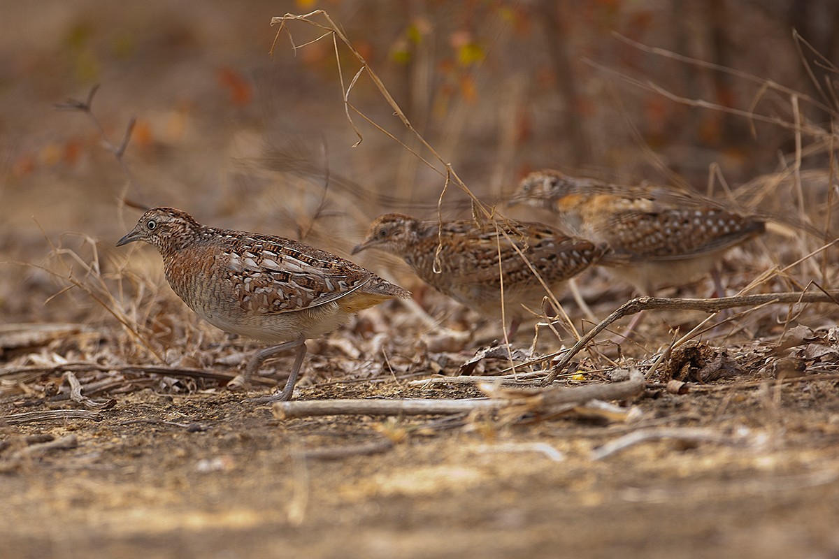 Madagascar Buttonquail - ML636139206