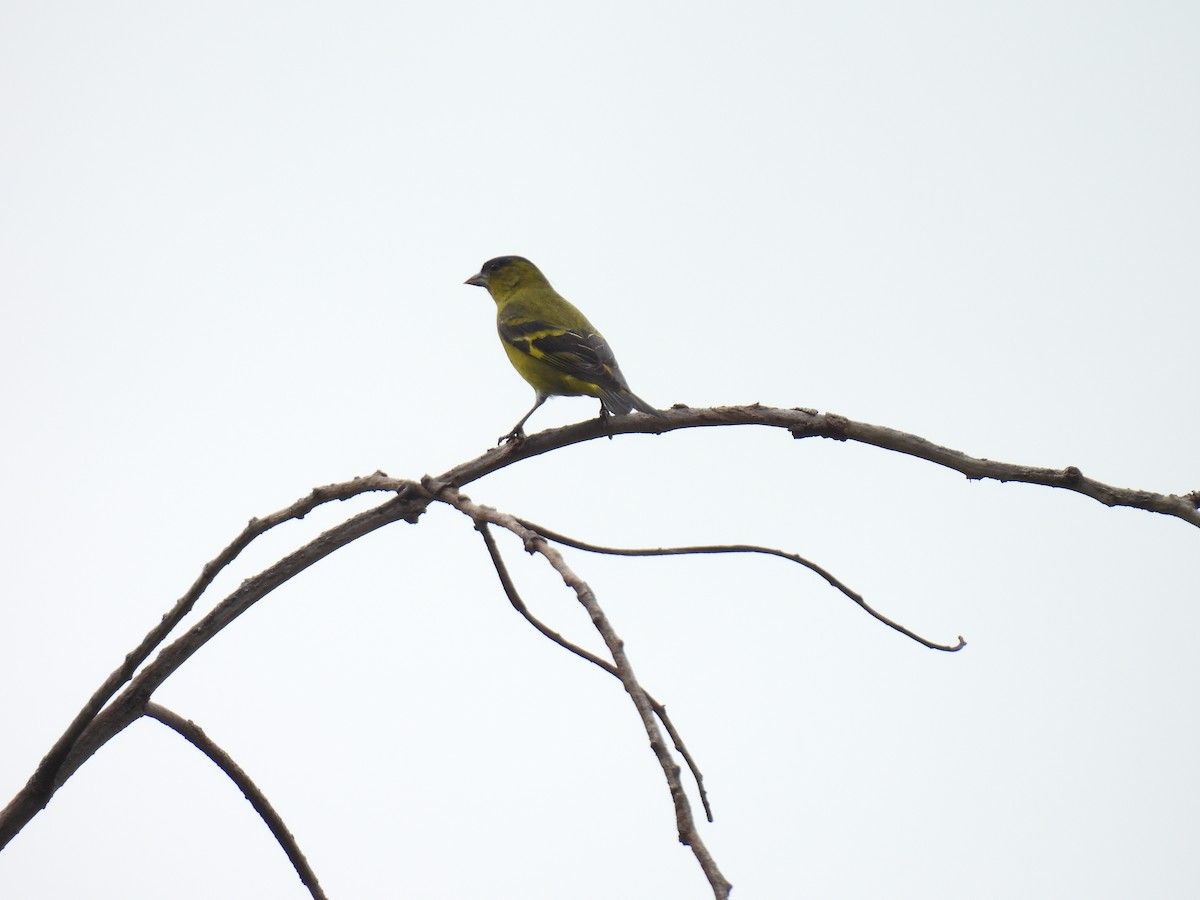 Andean Siskin - ML636139265
