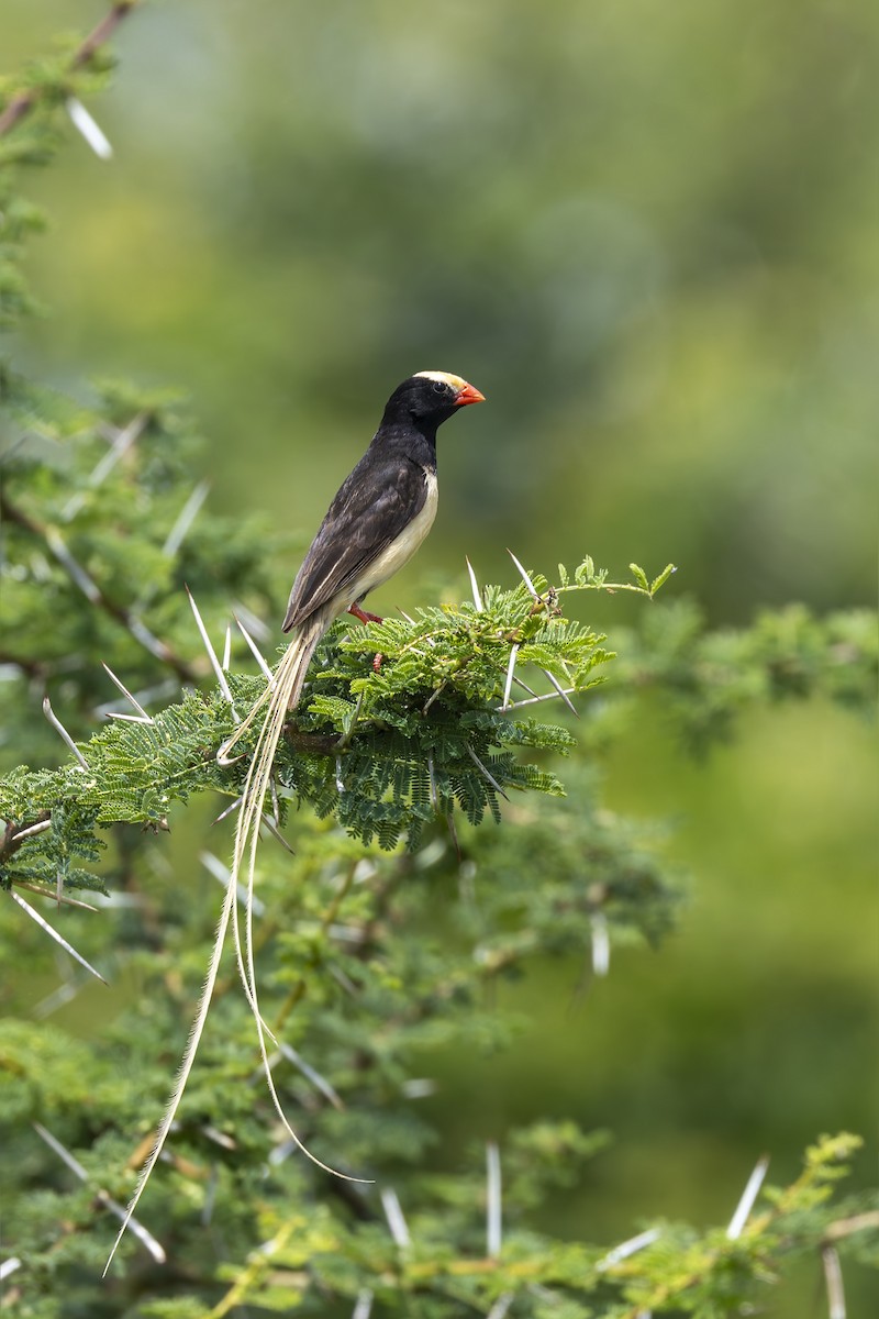 Straw-tailed Whydah - ML636139328