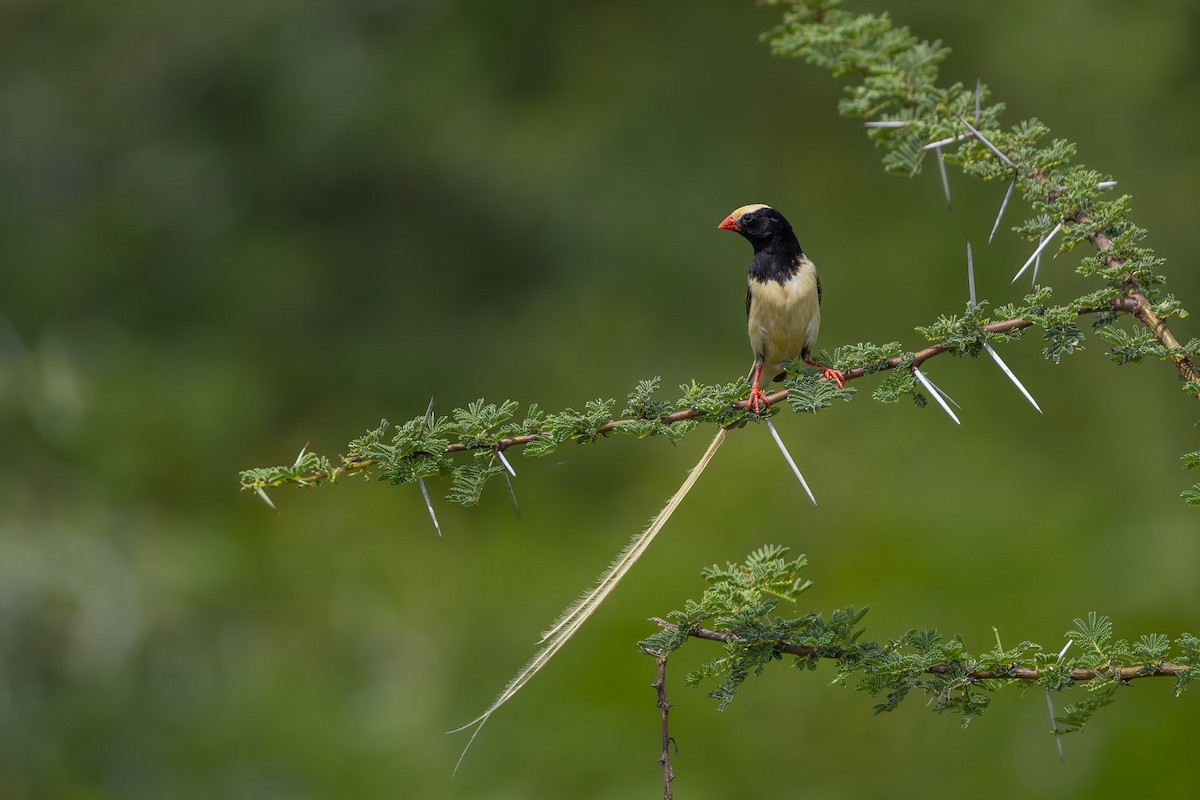 Straw-tailed Whydah - ML636139329